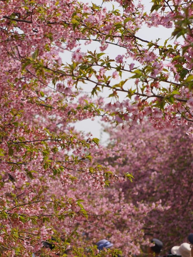 Sakura in full bloom at botanical gardens 