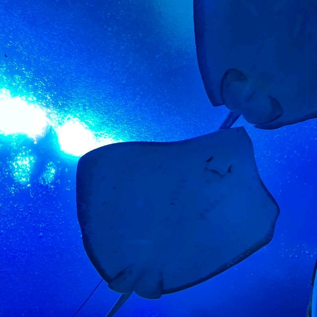 珠海長隆海洋王國之遊樂項目