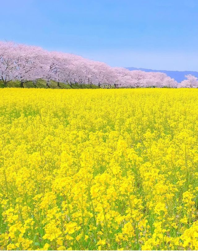 Recommended cherry blossom viewing spots among the scenic spots 🌸