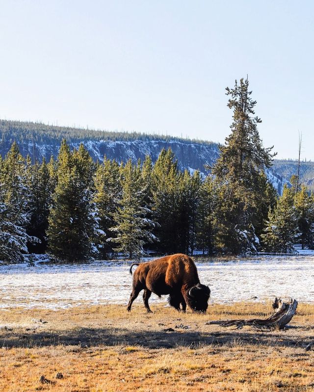 Discover Yellowstone National Park