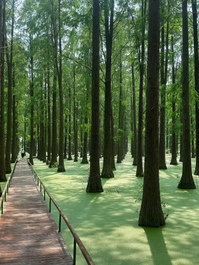 Yangzhou | Experience the Wizard of Oz in Green Ocean Lake