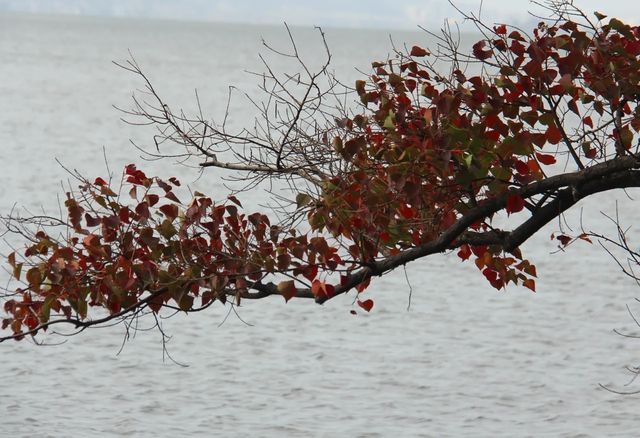 超治癒！快來打卡邛海濕地公園這些高顏值冬日秋景