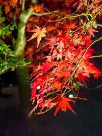 日本關西紅葉季七天遊