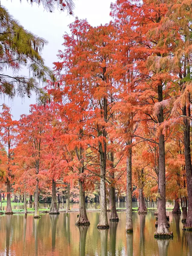 水上森林｜青西郊野公園限定的美景