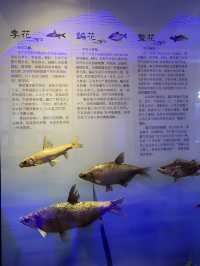 撫遠旅行｜這裡是屬於遠東小鎮的水族館