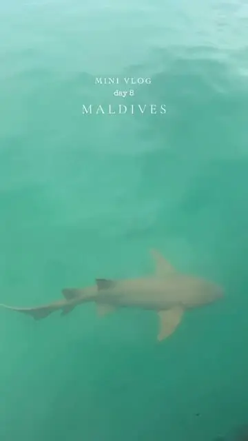 MiniVlog Day 8 in Maldives 🦈