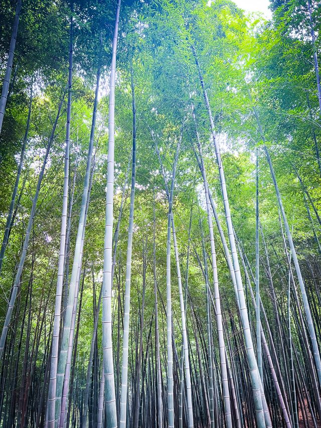 國慶佘山半日遊