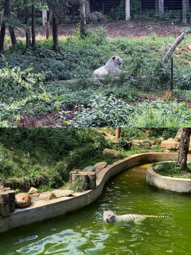 国庆はどこに遊びに行く？それならば、雲南野生動物園に行きましょう