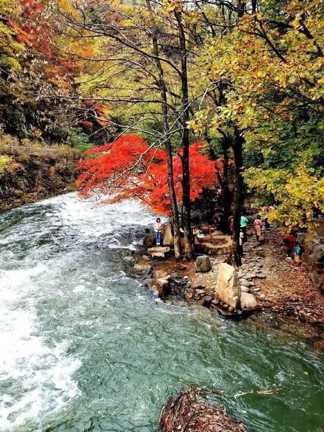 Guanmen Mountain in Benxi, Liaoning | In golden October, it's time to appreciate maple leaves