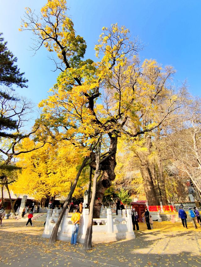 先有潭柘寺後有北京城·一睹千年古樹美妙