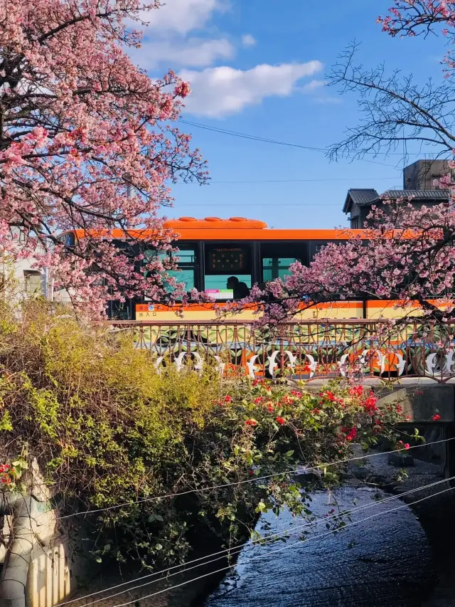 熱海|今年最初の桜と思われます