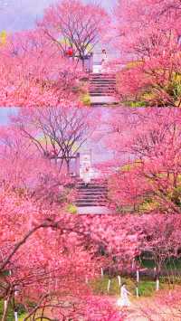重慶春日賞花彩雲湖畔梅花盛放~攻略