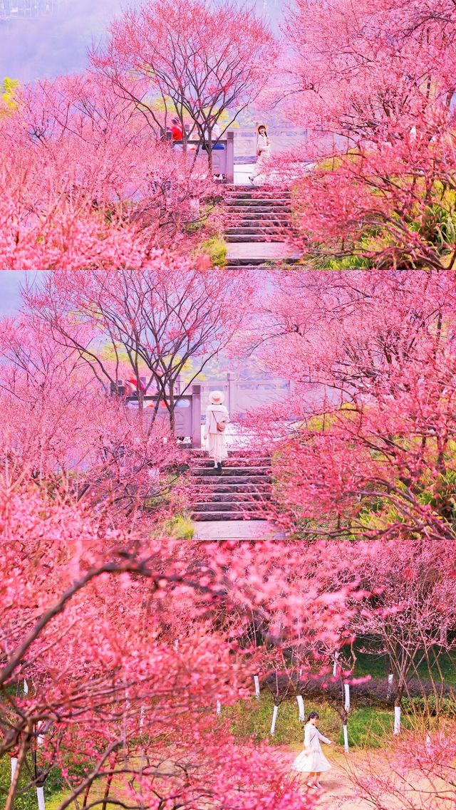 重慶春日賞花彩雲湖畔梅花盛放~攻略