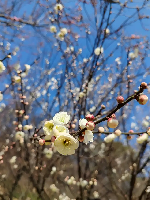 The plum blossoms in the plum garden have bloomed