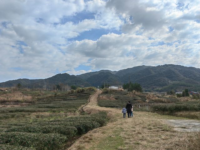 這個高山茶園裡的民宿，確實值得住幾天