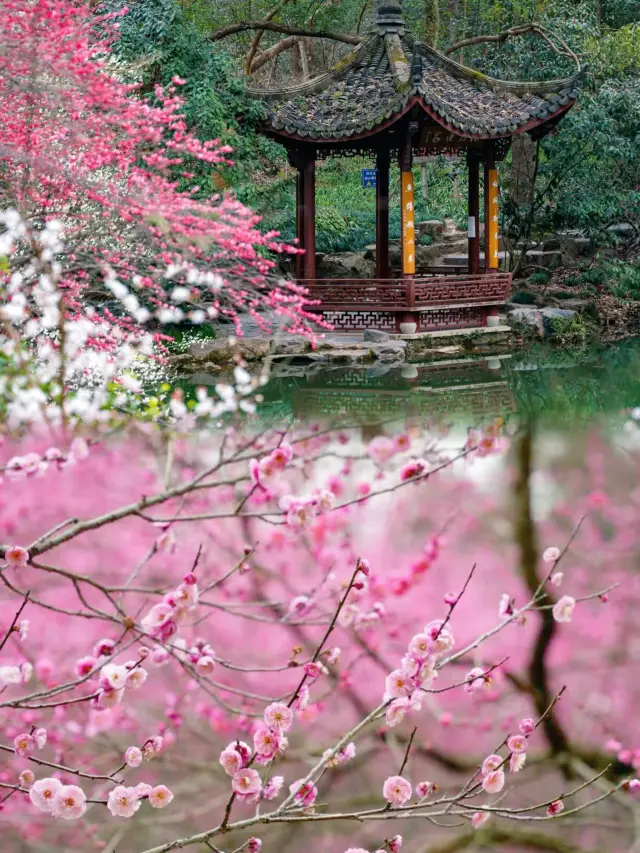 Enjoying plum blossoms in Hangzhou Botanical Garden in spring