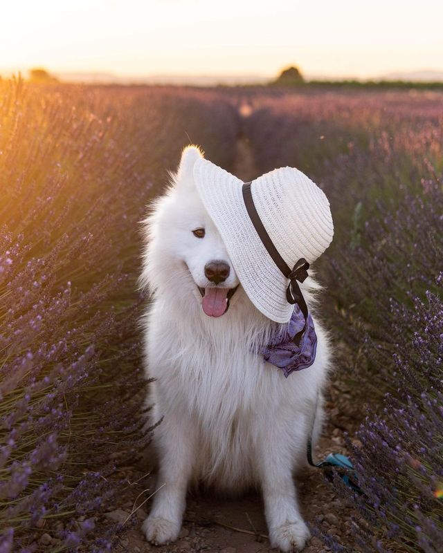 🇫🇷💜 Unveiling the Lavender Paradise! Explore Provence, France with us 🌸🌞