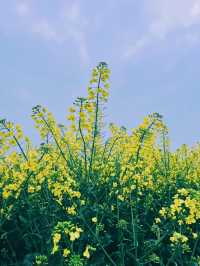崇州重慶路油菜花黃了 | 成都春日賞花攻略