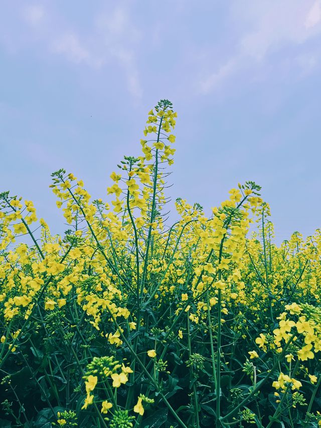 崇州重慶路油菜花黃了 | 成都春日賞花攻略