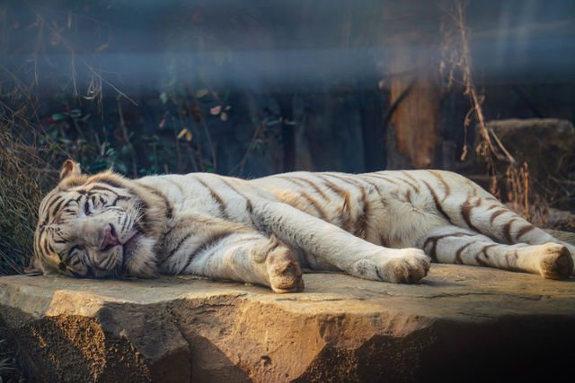 南京｜人為什麼那麼喜歡小動物呢？