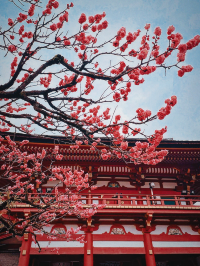 學海無涯，太宰府天滿宮春花爛漫時