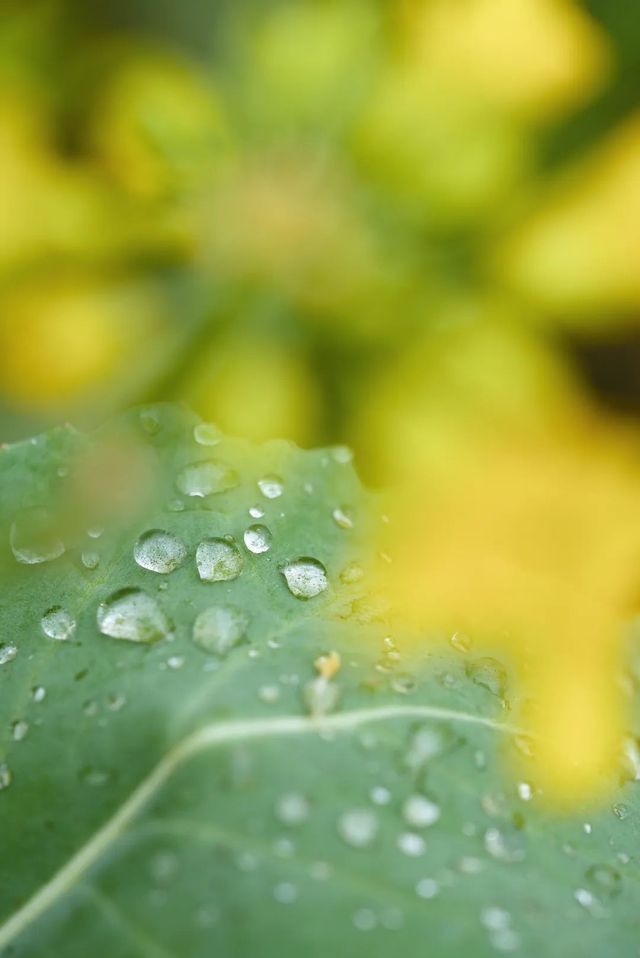 花開長碛，送你一張春日高清壁紙！