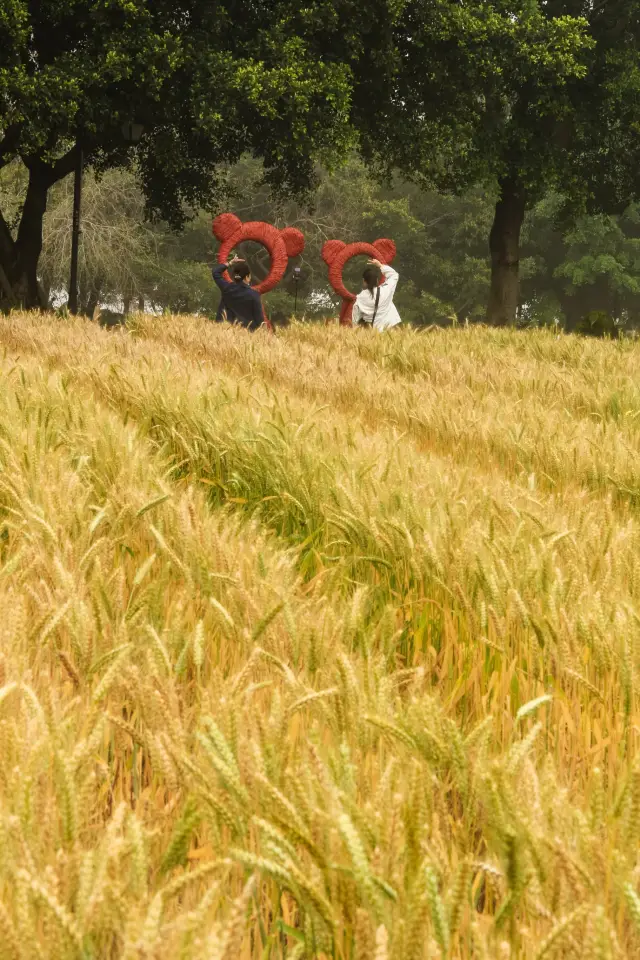 春日出遊，得去一趟花海公園，尋找風吹麥浪的感覺