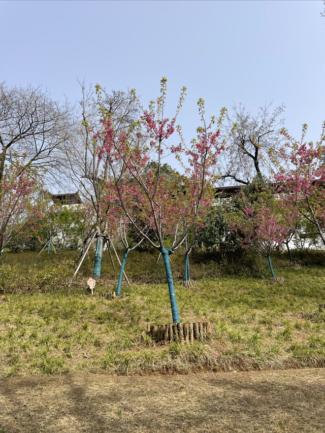 龜山公園的山櫻