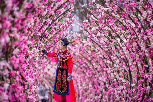 From purity they come, to purity they return: The stunning blossoms of Magnolia in Beichuan, Mianyang