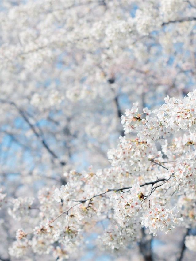 北京春日花事，探秘京城花語