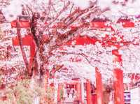 Wonders of Takarazuka Cherry Blossom