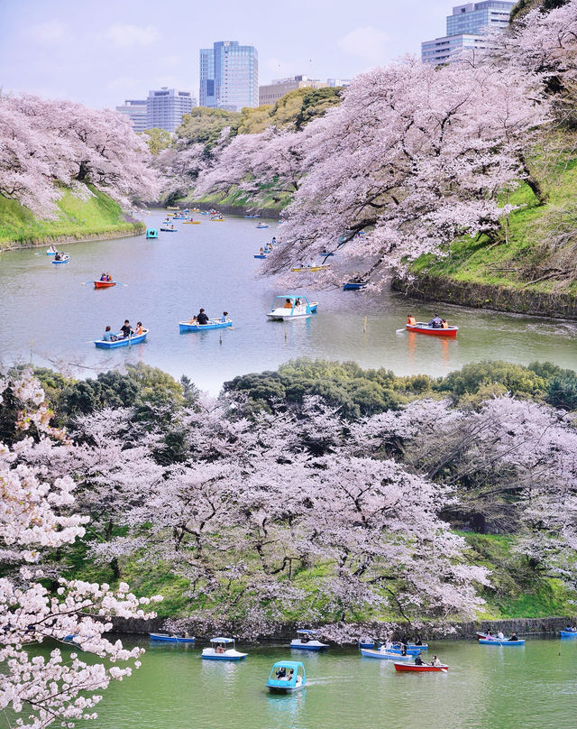 東京6大賞櫻名所拍照指南