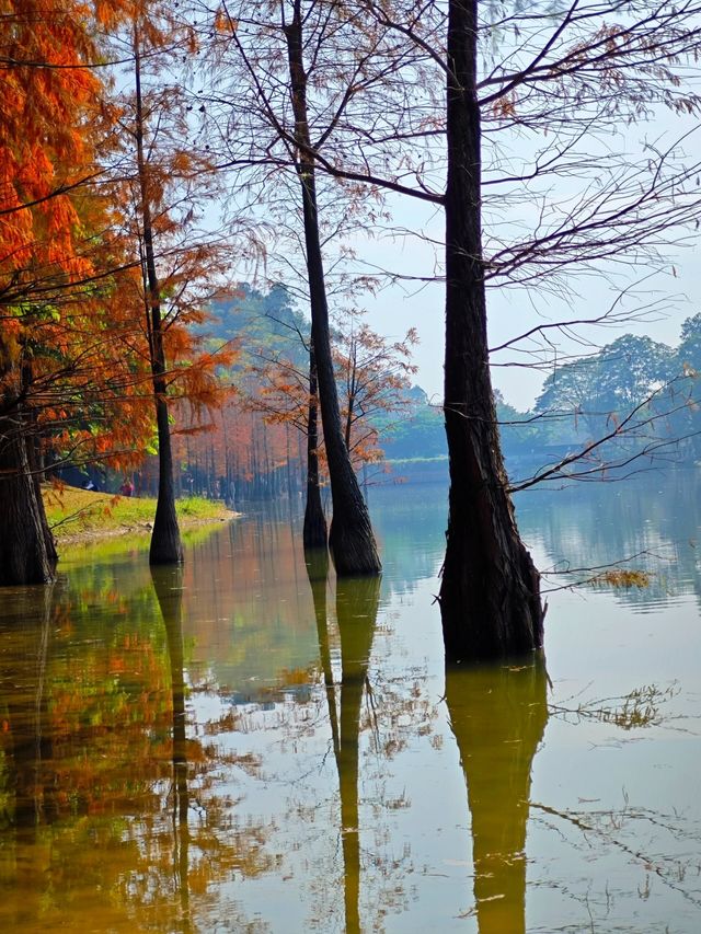 廣州冬日限定，紅葉期的落羽杉美如畫冬日限定