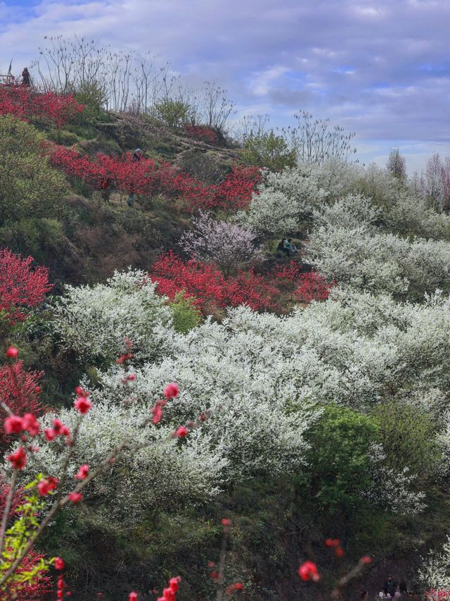 滿山都是桃花梨花開，成都出發2小時到無邊花海