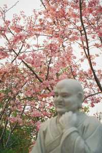 春和景明不僅是禪意遇見寧靜角落 廈門石室禪院