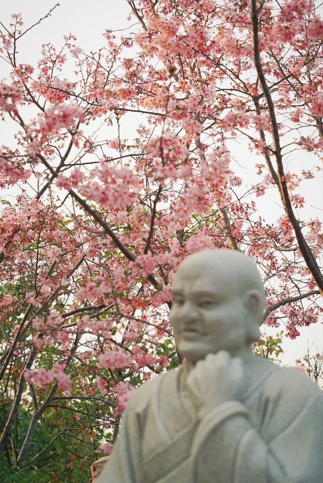 春和景明不僅是禪意遇見寧靜角落 廈門石室禪院
