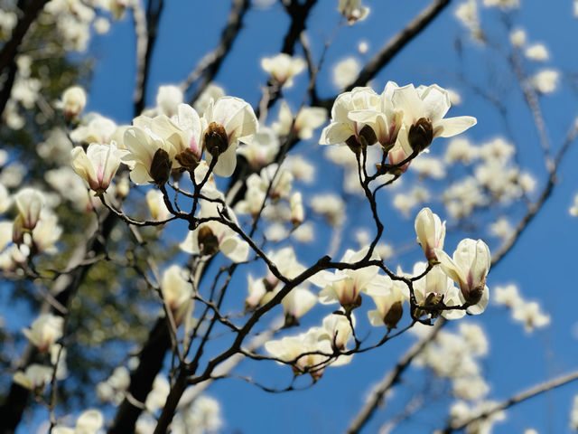 上海桂林公園