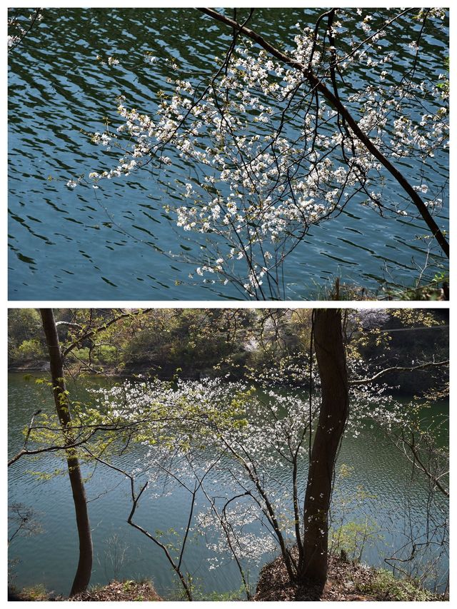 武漢周邊賞櫻地，黃陂清涼寨原生態野櫻，山水之間感受春意盎然
