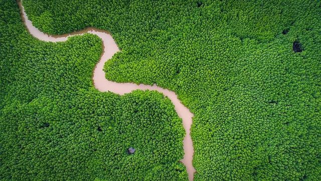 廉江高橋紅樹林保護區—我國最大的紅樹林自然保護區