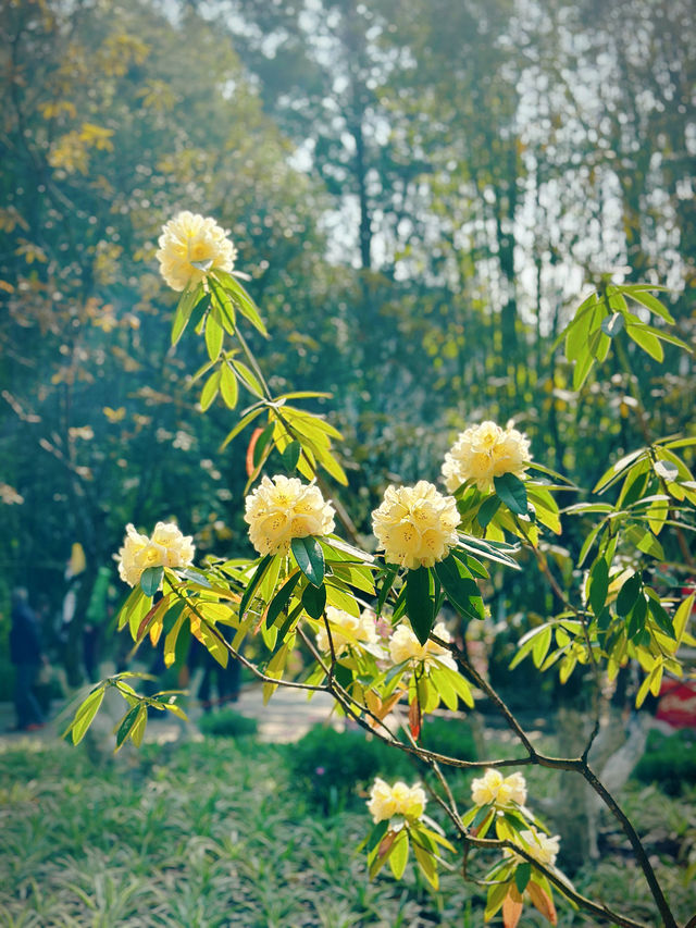 黑龍潭滿山的杜鵑花開了！你確定不來嗎？