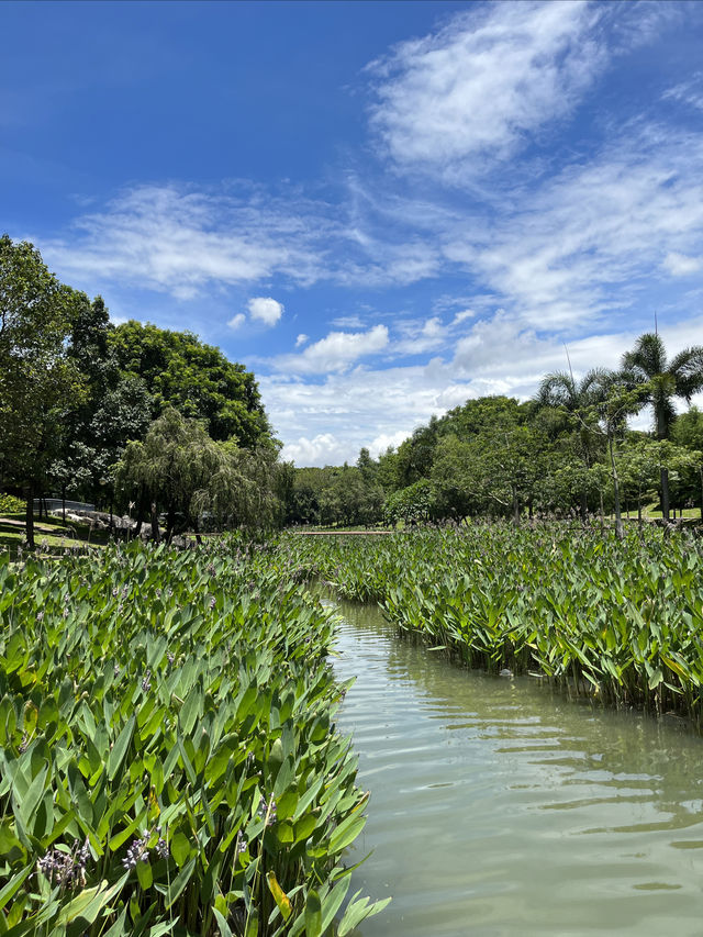 深圳市中心公園【城市公園天花板!】 深圳市中心公園【城市公園天花板!】
