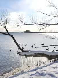 安大略湖畔冰花綻放，晶瑩剔透如夢如幻