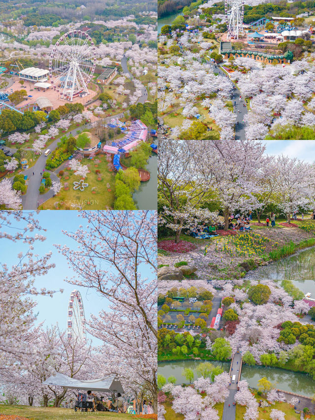 顧村公園花開成海！錯過再等一年