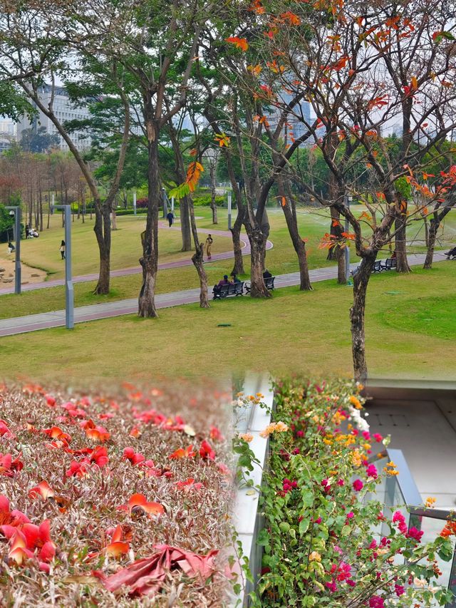 深圳香蜜公園丨不可錯過的公園