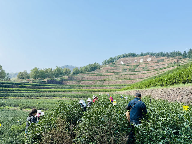 中國最美茶園——916茶園