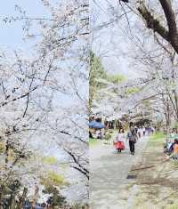 日本旅行！適合春季賞櫻的大阪城公園