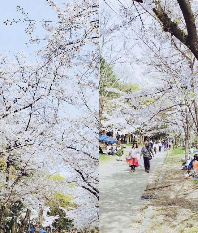 日本旅行！適合春季賞櫻的大阪城公園