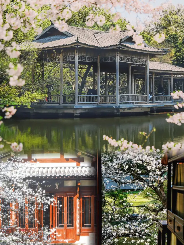 Countdown to the full bloom of cherry blossoms in Hangzhou, sharing ten small cherry blossom viewing spots