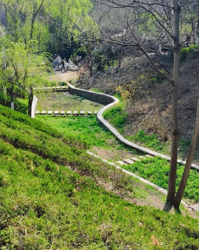 青島植物園，人少花又美