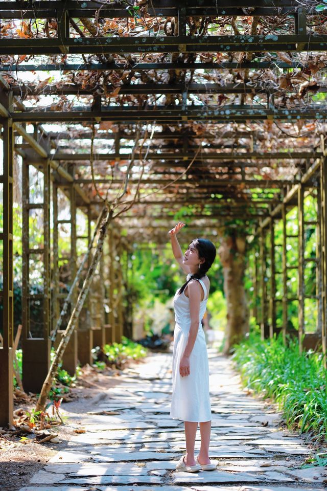 容易愛上這裡·西雙版納精華景點·中科院植物園